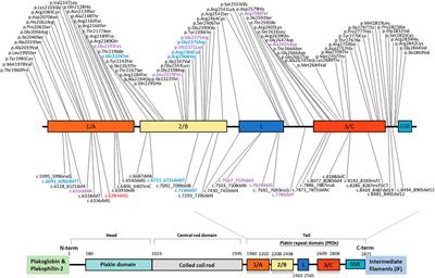 Case Report: A novel desmoplakin mutation in a taiwanese woman with familial dilated cardiomyopathy that necessitated heart transplantation